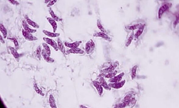 protozoo parasito Toxoplasma gondii, axente causante da toxoplasmose