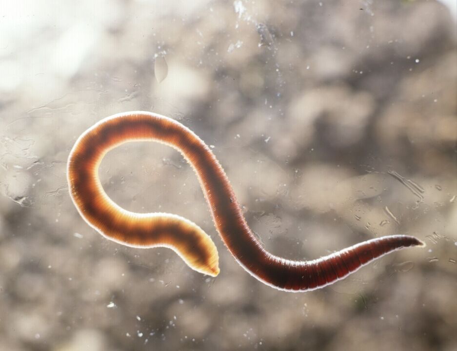 parasito do corpo humano