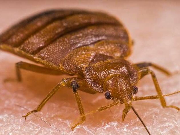 Un bicho baixo o microscopio - un ectoparásito chupa sangue